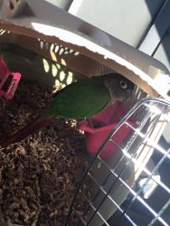 Male 1 and a half year old green cheek conure for rehome