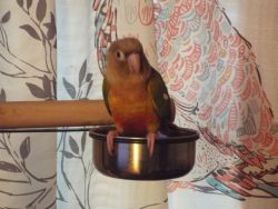 7 month old female dna test pineapple conure with big parrot cage
