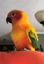 2 loving conures to re-home