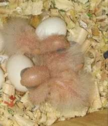Green cheek conures are now hatching