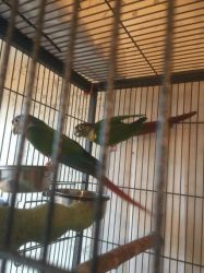 Proven Pair Of Yellow Sided Conures for sale