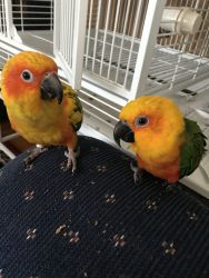 Gorgeous Sun & Jenday Conures with Cages Toys Food