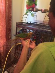 Conures for sell