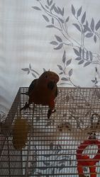 Baby sun conure with big cage