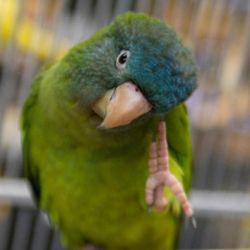 blue crown conure baby
