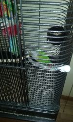 Conures , -2- to Re-Home