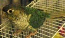 CONURE ~ Normal Color ~ for sale MILWAUKEE, WI