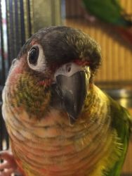 Lovely baby conure
