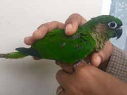Genuine Hand Reared Tamed Baby Conure