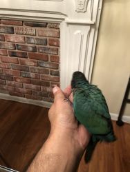 Green cheek conure baby for sale