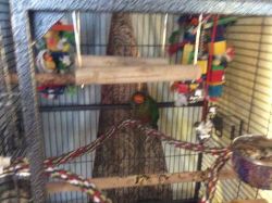 Gold Grown Conure for sale