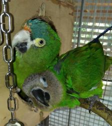 Re-homing 2 Conures