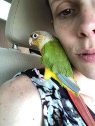 Green cheek conure parrot