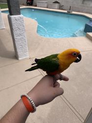 Red and yellow conure