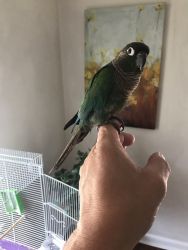 Green Cheek Conure parrot