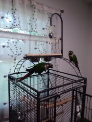 2 Conures with cage