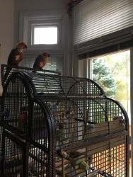 2 conures for sale