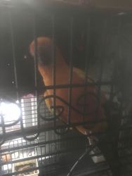 Need to sell my parrots