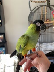 Nanday Conure - DNA tested Female