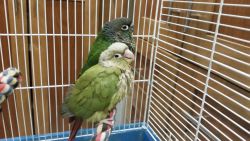 Greencheek Conure babies for sale