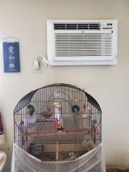 2 Conures for sale
