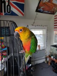 Baby Conure Mix