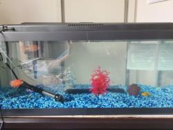 I want to sell my aquarium with fishes