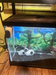Bumblebee cichlid with algae eater with 55 gallon aquarium with acesor