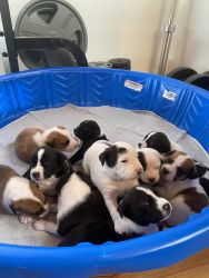 Coonhound/shepherd puppies for sale
