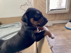 Coonhound Puppies in Need of a Home