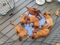 Redbone coonhound puppies for sale
