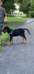 Buck coonhound pup