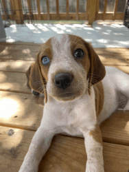 Coonhound Puppy