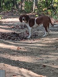 Free 7 month old Female hound