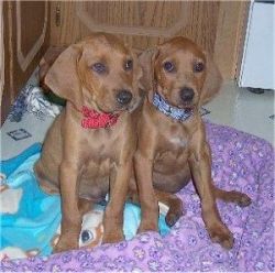 Coonhound puppies for adoption
