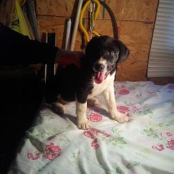 COON HOUND PUPS FOR SALE