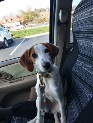 6 mo hound/beagle