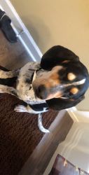 7 month old coonhound for sell