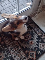 Beautiful 5 month old male corgie for sale!