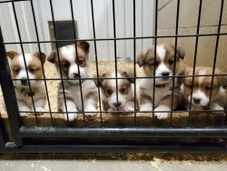 Sable corgis puppies for sale