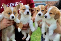 Pembroke Welsh Corgi Puppies for Sale