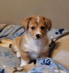 Corgi Puppies Ready for their forever homes