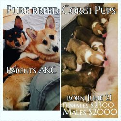 Corgi Pups need forever homes!