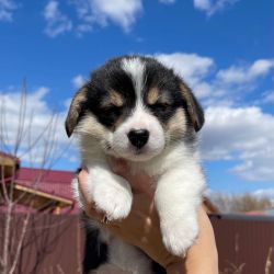 Lovely Corgi Puppies for sale