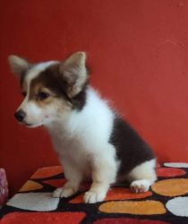 Corgi puppy for sale classified