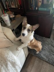 9 month old full blooded corgi for sale
