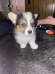 Looking for forever home male corgi