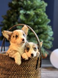 Rehoming adorable 10 weeks Old Corgi Puppies Looking for Their Furever