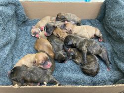 Corgi-pitbull mix puppies for sale!