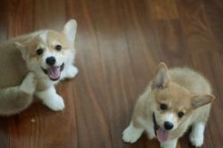 Corgi puppies available now